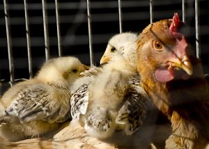chicks-in-the-farmyard-3-1387166-m