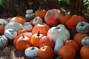 pumpkins-1347166_1280
