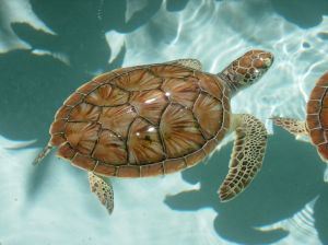 baby-sea-turtles-424620-m