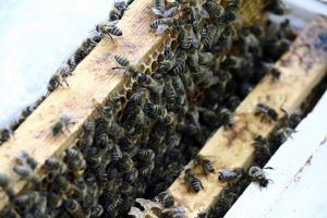 bees-1015702-m
