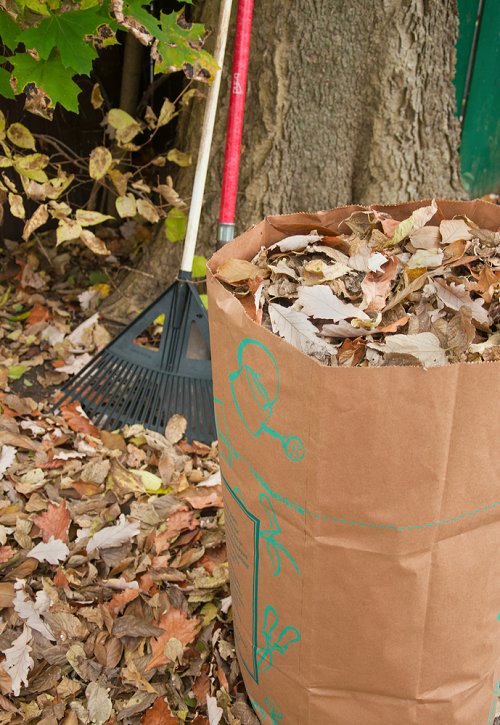 pile of leaves in a brown bag on a lawn of leaves and a rake next to a tree 