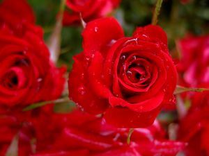 rose-with-some-drops-825563-m