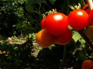 tomatoes-549256-m