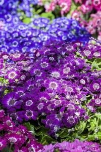 cineraria-spring-flower-garden-1441572-m