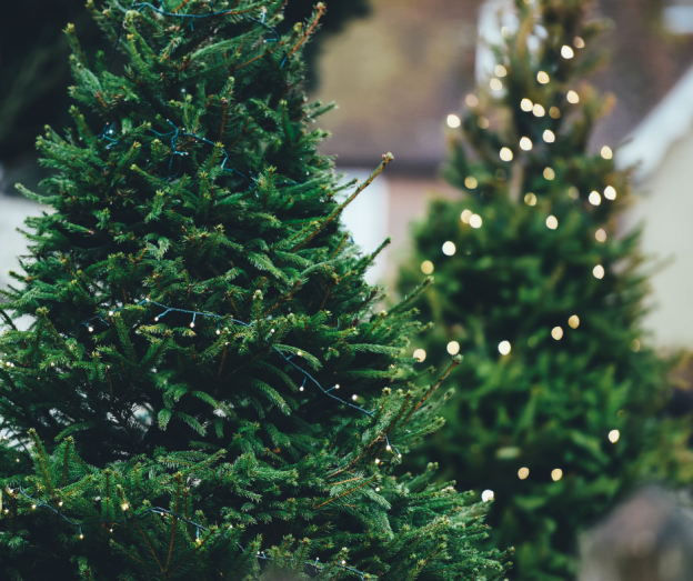 christmas tree waste in jefferson parish