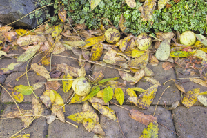 old leaves and debris