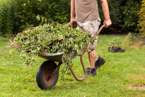 man removing garden waste in wheel barrow