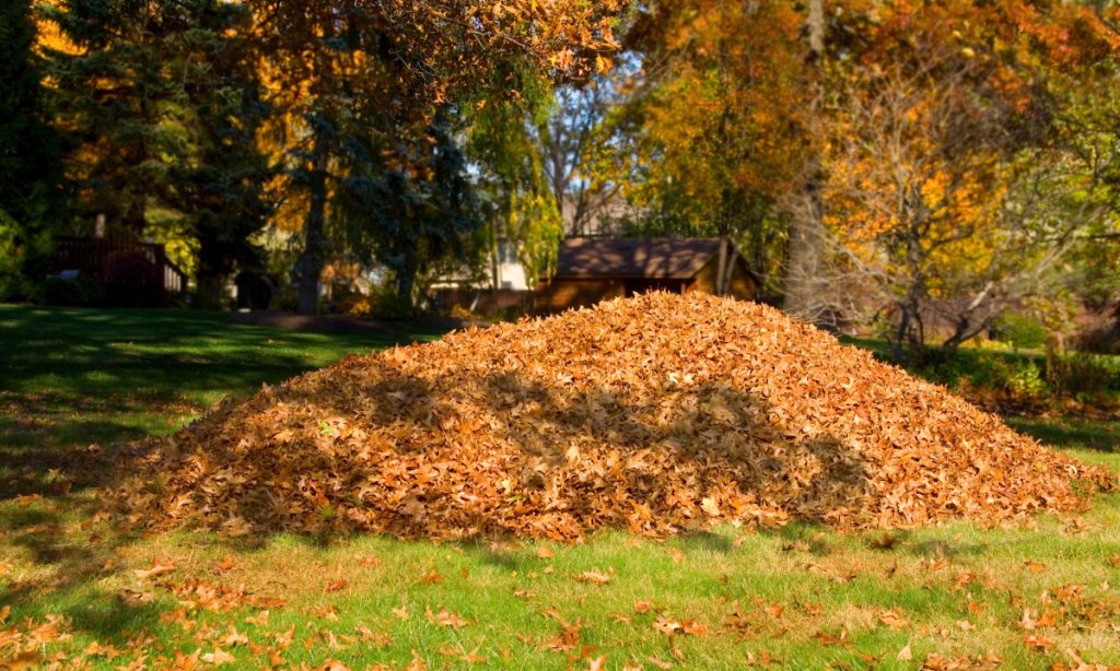 Fall Clean Up Typically Means Raking And Removing Leaves