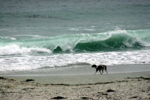dog-on-the-beach-189725-m
