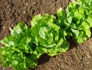 lettuce-1307757-m