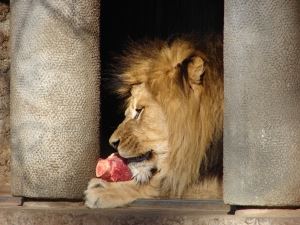 feeding-time-for-the-lions-1441569-m