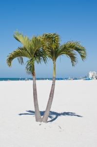 beach-palms-1444596-m