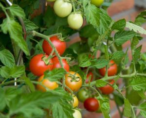 tomatoes-on-a-bush-1213502-m