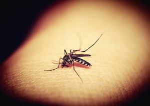 mosquitoe-1548975_1280