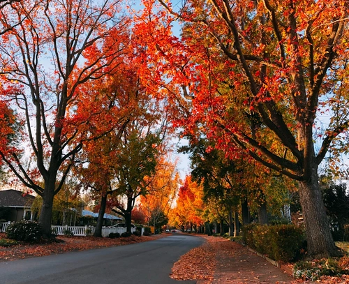 Tree-lined residential street in Atherton, CA during fall