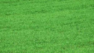 Grass Background