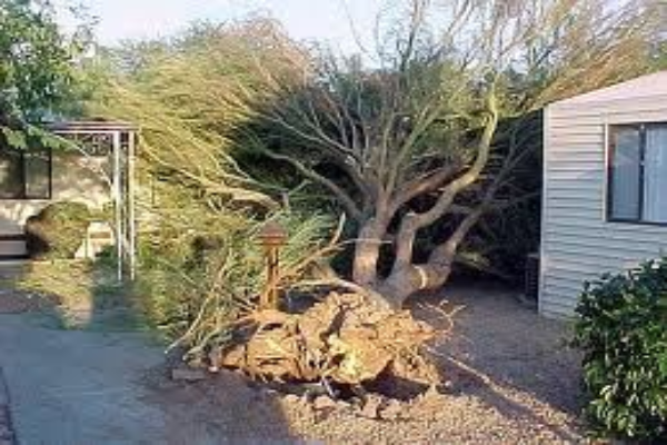 Stockton Yard Waste