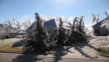 Trees Yard Waste Loveland Ohio