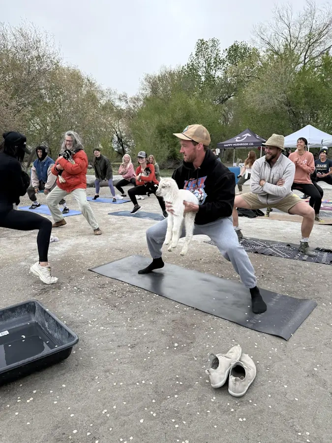 Junk King Reno Partners with GreenVibe World for Annual Goat Fest.